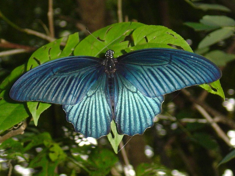 Butterflies of Thailand Screensaver Screenshot